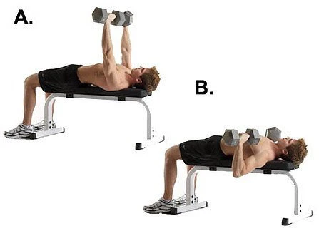 پرس سینه با دمبل (Dumbbell Bench Press)- رکوردکالا